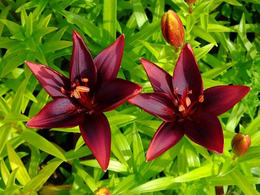  - 2016_05_06_Mai_Iunie