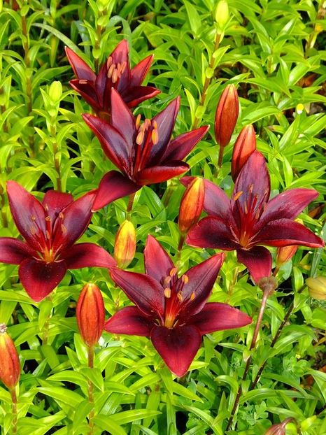  - 2016_05_06_Mai_Iunie