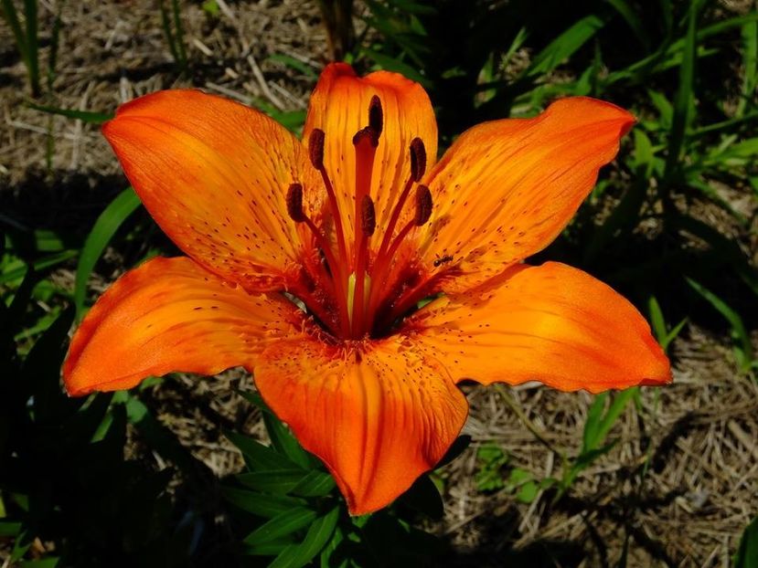  - 2016_05_06_Mai_Iunie