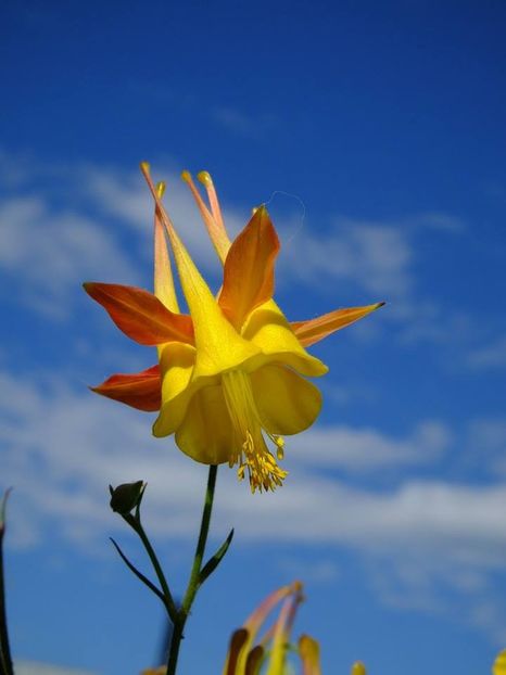 caldarusa - 2016_05_06_Mai_Iunie