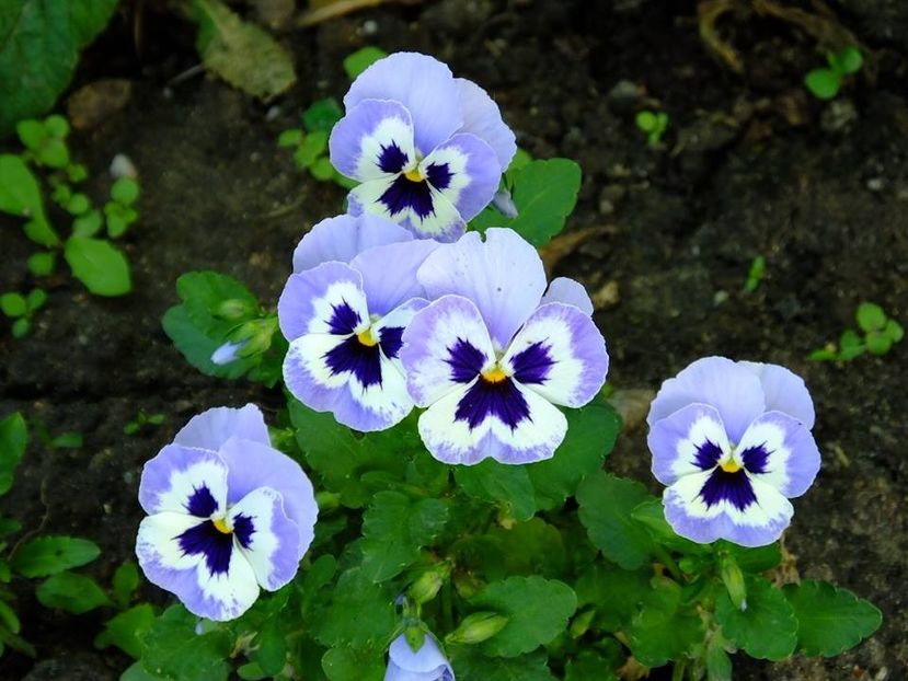 panselute 2 - 2016_05_06_Mai_Iunie