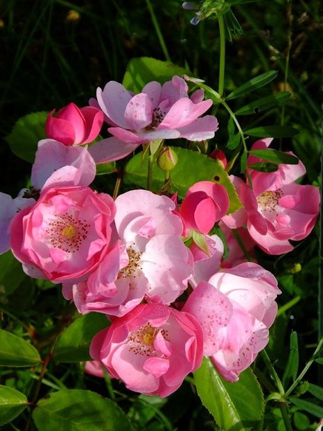 angela - 2016_05_06_Mai_Iunie