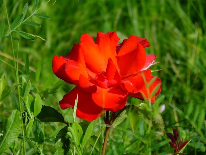 foc tabara 2 - 2016_05_06_Mai_Iunie