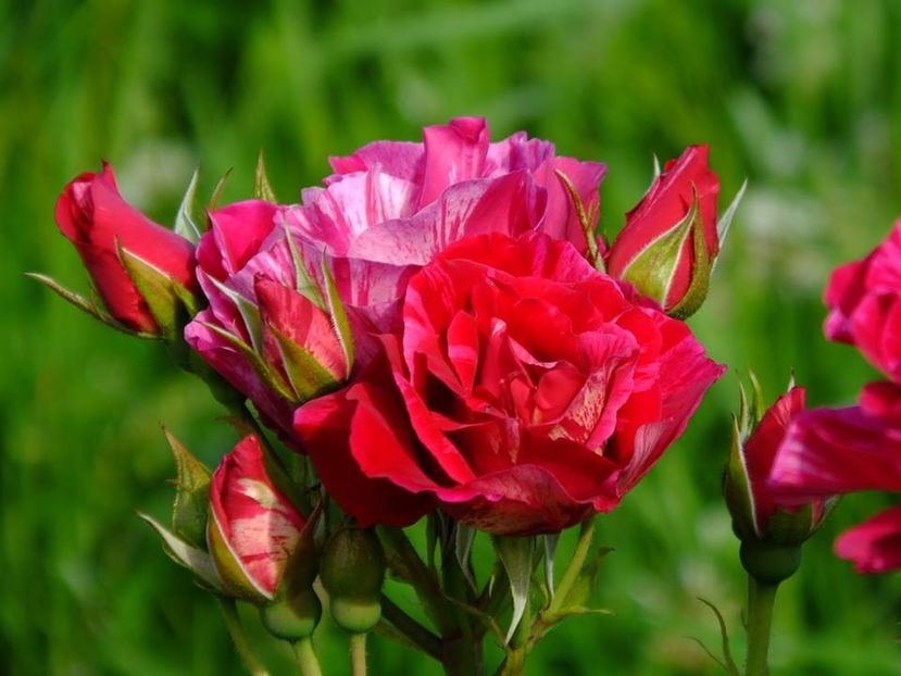 guy savoy 6 - 2016_05_06_Mai_Iunie