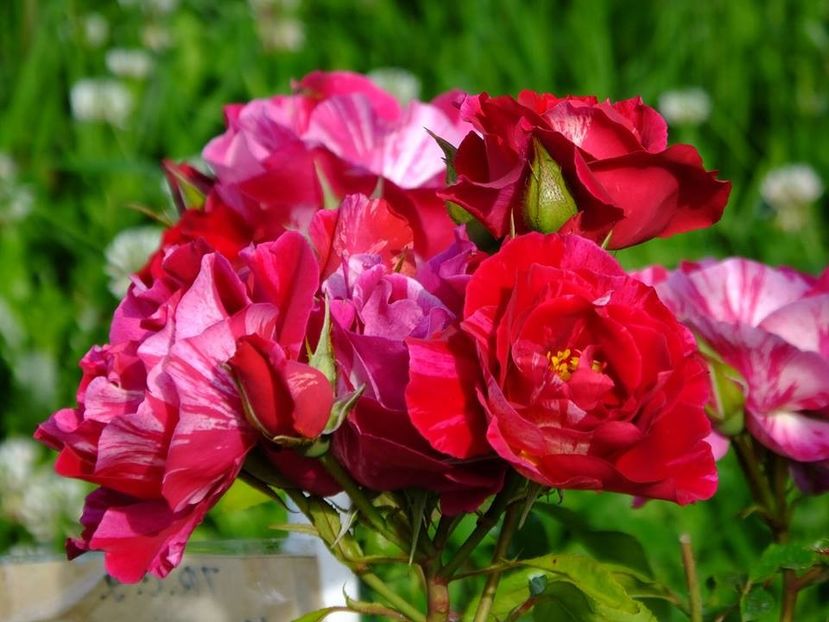 guy savoy 7 - 2016_05_06_Mai_Iunie