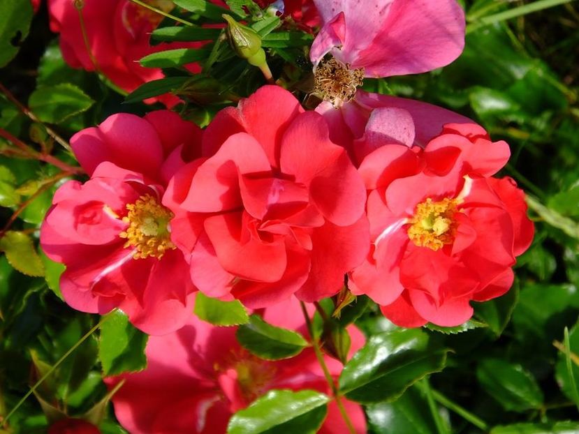 haidetraum 1 - 2016_05_06_Mai_Iunie