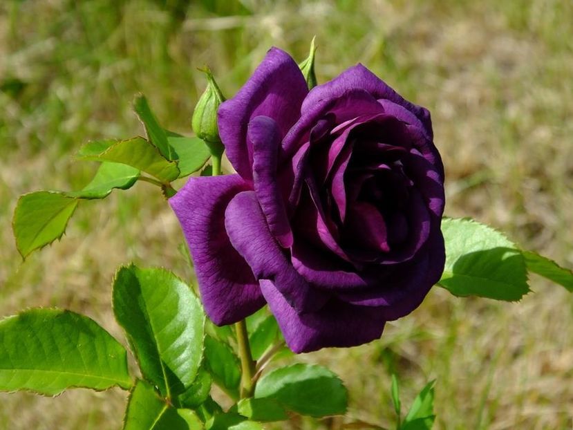 minerva 1 - 2016_05_06_Mai_Iunie