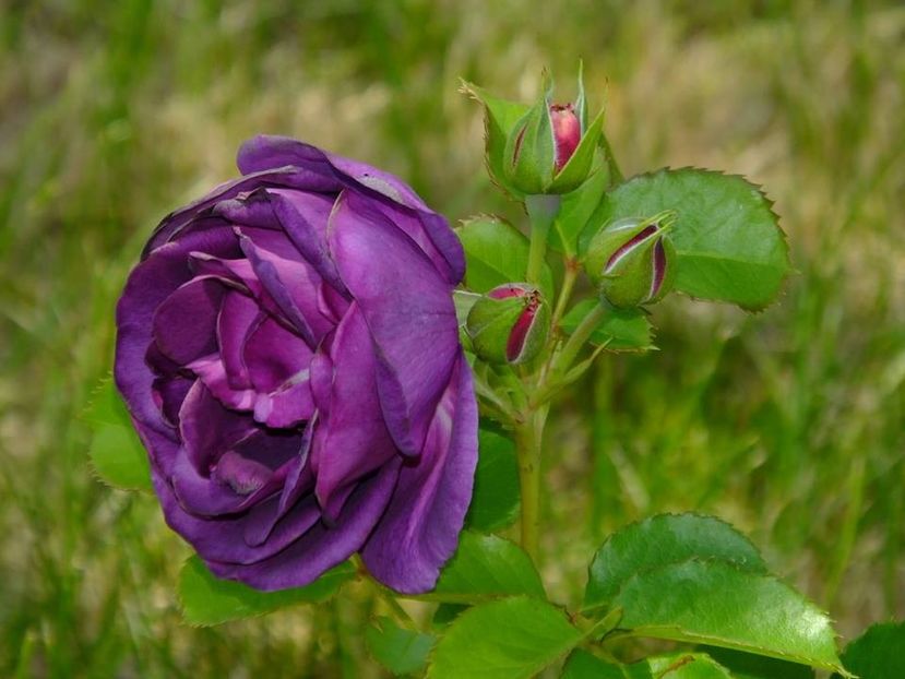 minerva - 2016_05_06_Mai_Iunie