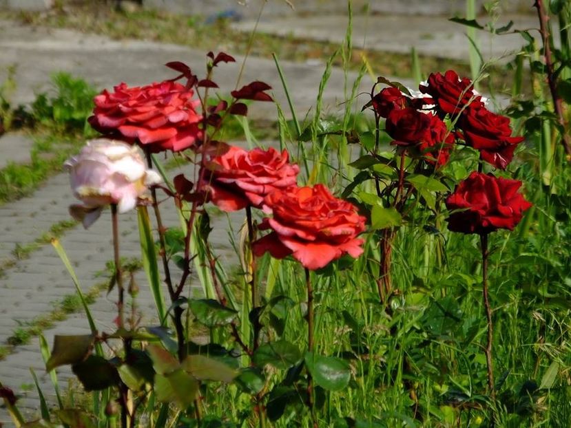 mix alee dreapta - 2016_05_06_Mai_Iunie