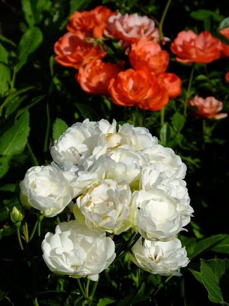 morsadi - 2016_05_06_Mai_Iunie