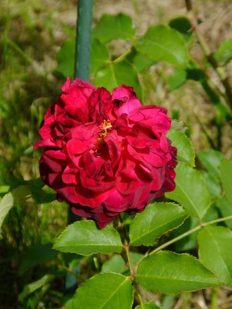 munstead wood 1 - 2016_05_06_Mai_Iunie