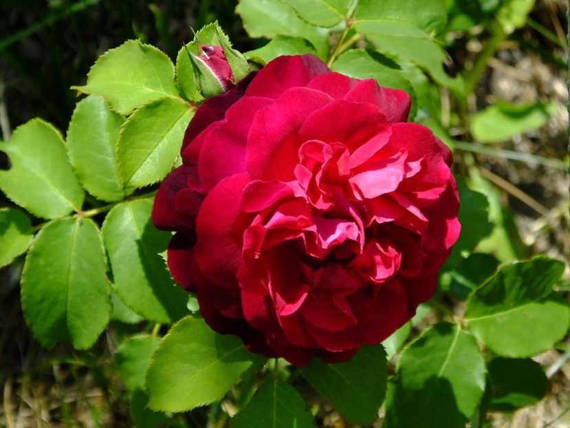 munstead wood - 2016_05_06_Mai_Iunie