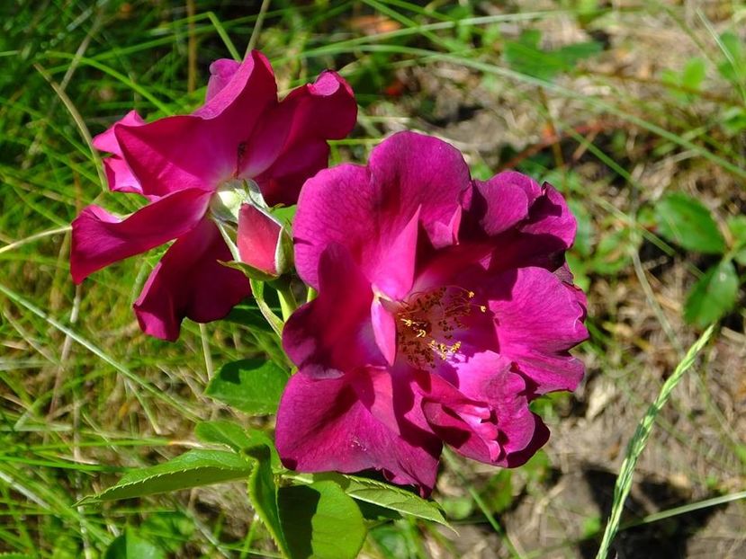 night owl 2 - 2016_05_06_Mai_Iunie