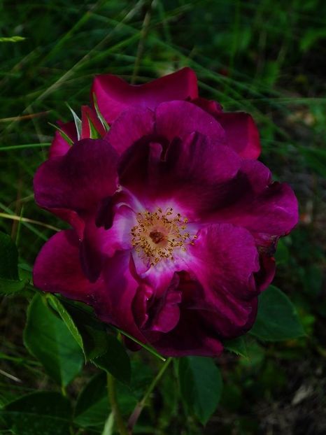 night owl - 2016_05_06_Mai_Iunie