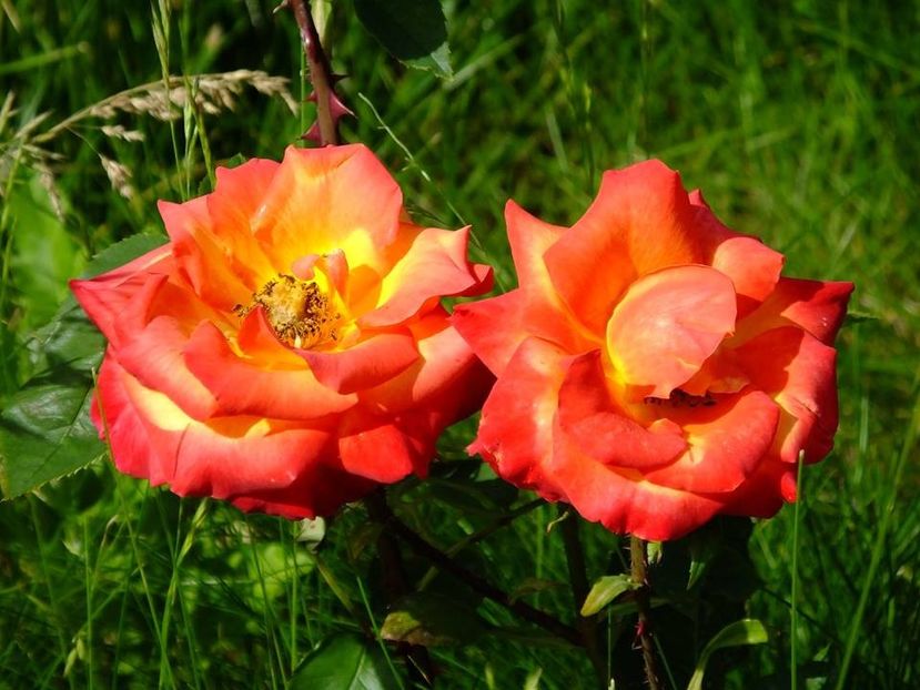 nn inflacaratul - 2016_05_06_Mai_Iunie