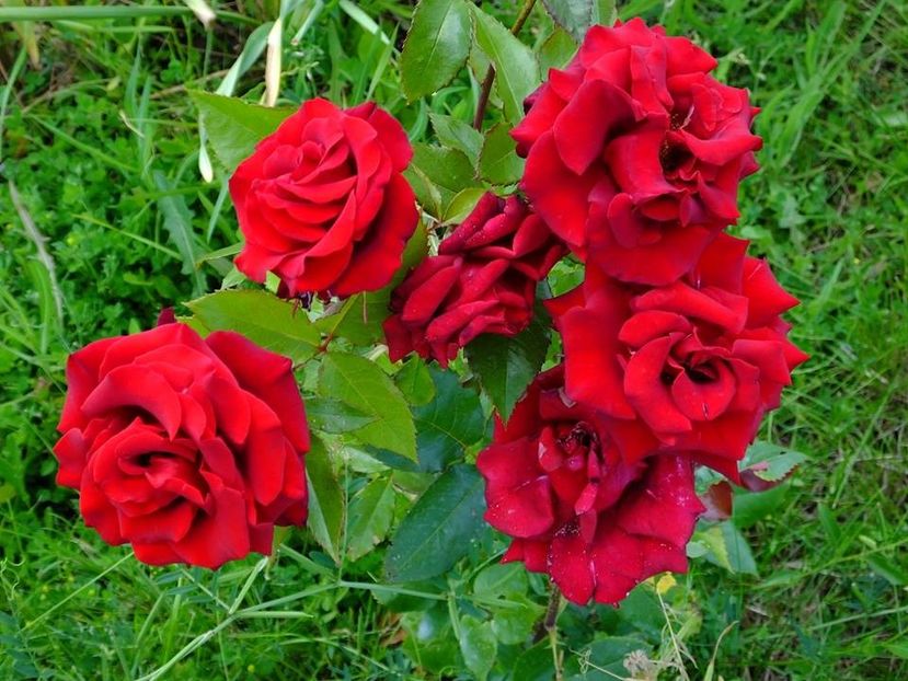 nn rosu dr - 2016_05_06_Mai_Iunie