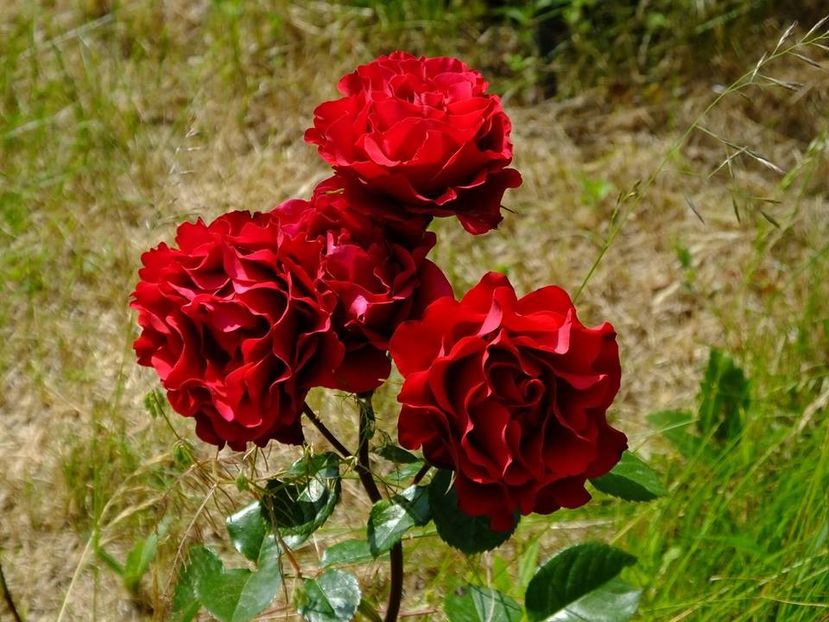 nn rosu lilieci - 2016_05_06_Mai_Iunie