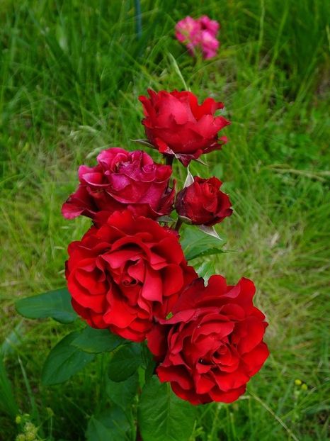 nn rosu magazie - 2016_05_06_Mai_Iunie