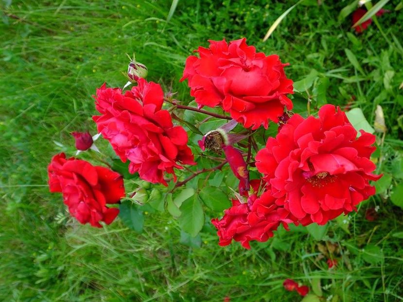 nn rosu-foc de tabara - 2016_05_06_Mai_Iunie