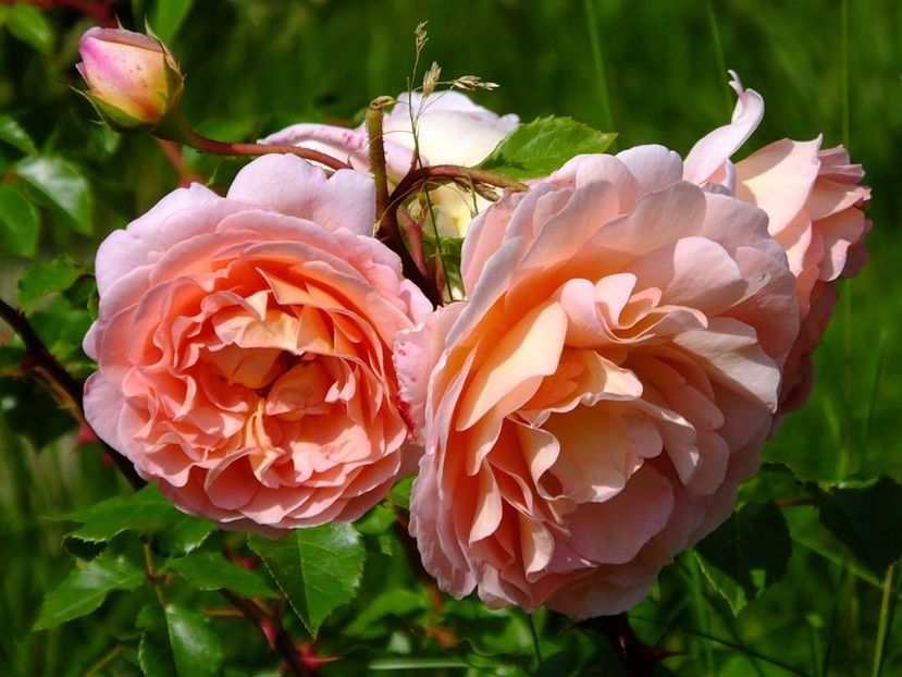 nn somon - 2016_05_06_Mai_Iunie