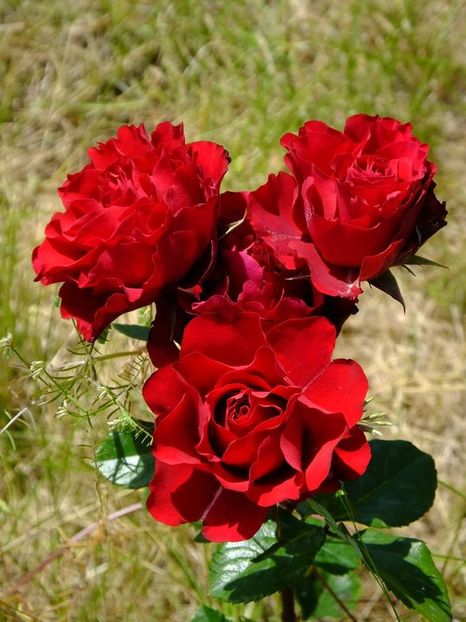 nn th rosu alee dreapta-magazie - 2016_05_06_Mai_Iunie