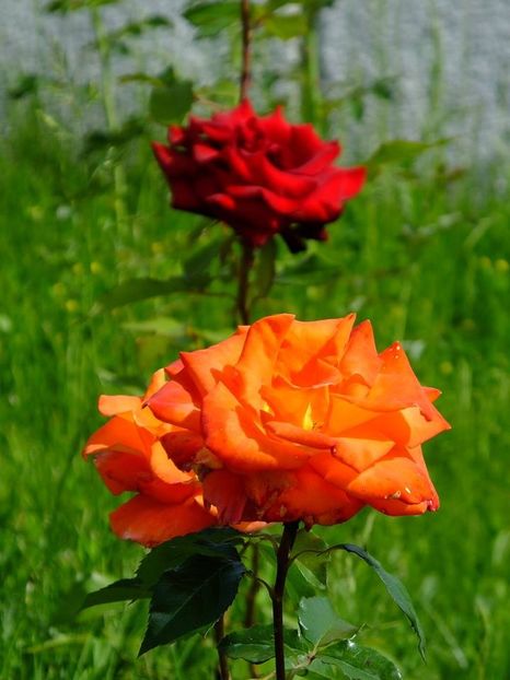 nn th - 2016_05_06_Mai_Iunie