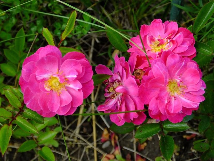 purple rain - 2016_05_06_Mai_Iunie