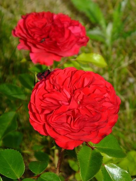 red leonardo - 2016_05_06_Mai_Iunie