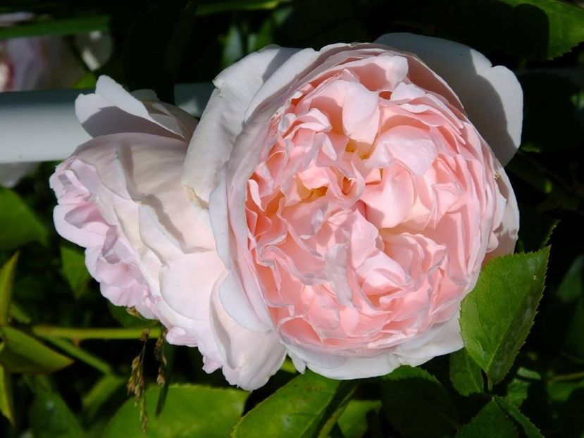 saint swithum 4 - 2016_05_06_Mai_Iunie