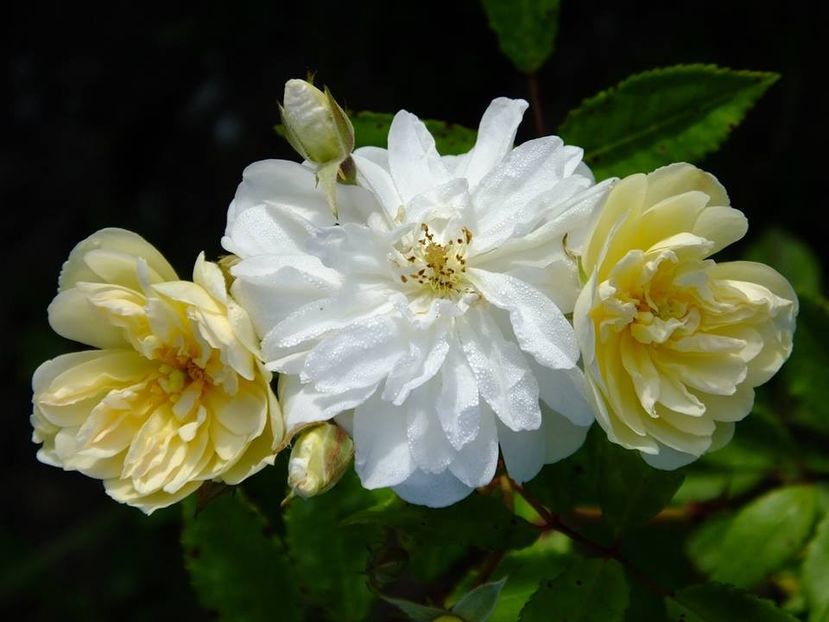 snow goose 3 - 2016_05_06_Mai_Iunie