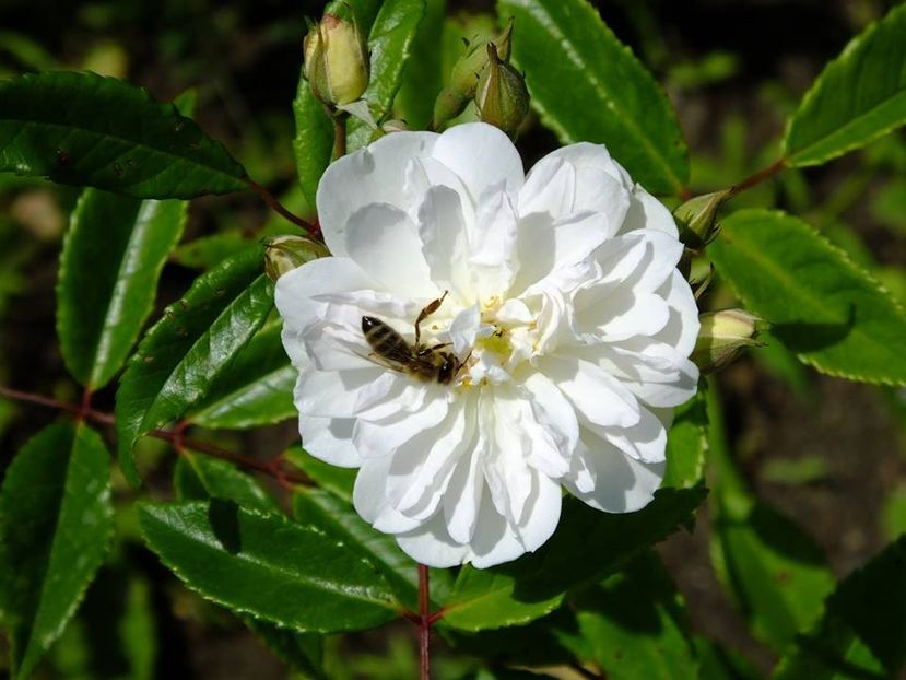 snow goose1 - 2016_05_06_Mai_Iunie