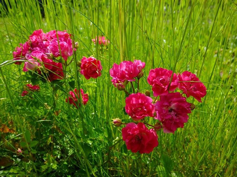 super dorothy1 - 2016_05_06_Mai_Iunie