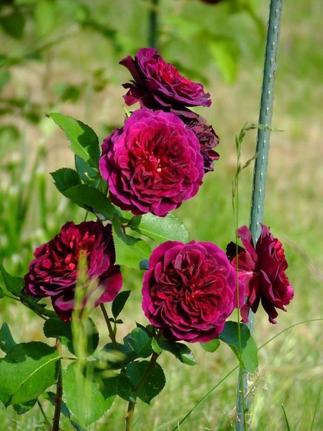 tradescant 3 - 2016_05_06_Mai_Iunie