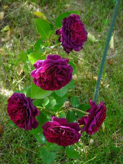 tradescant - 2016_05_06_Mai_Iunie