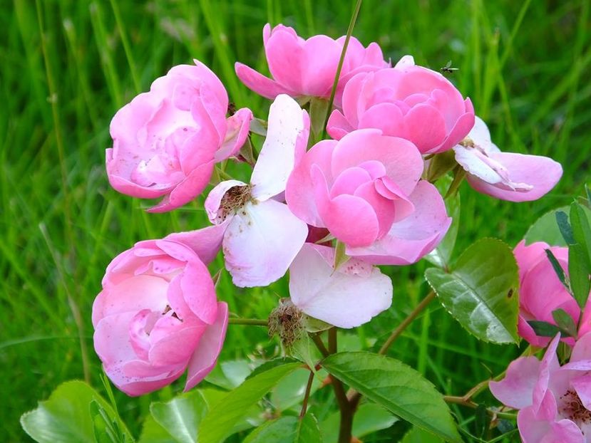 angela - Copy - 2016_05_06_Mai_Iunie