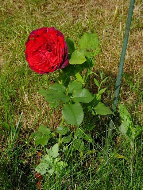 astrid 1 - 2016_05_06_Mai_Iunie