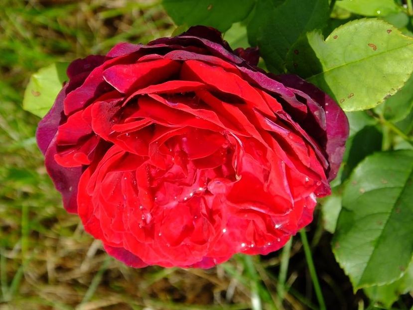 astrid 2 - 2016_05_06_Mai_Iunie