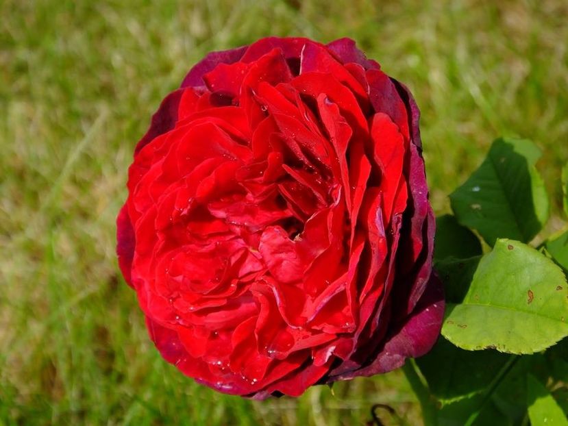 astrid 3 - 2016_05_06_Mai_Iunie