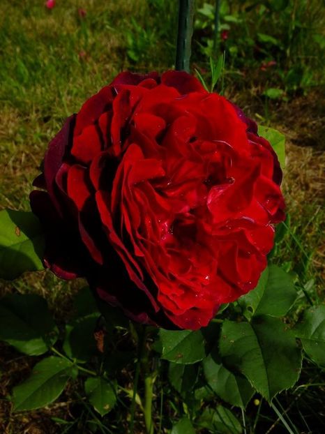 astrid 5 - 2016_05_06_Mai_Iunie