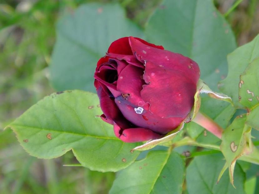 astrid - 2016_05_06_Mai_Iunie