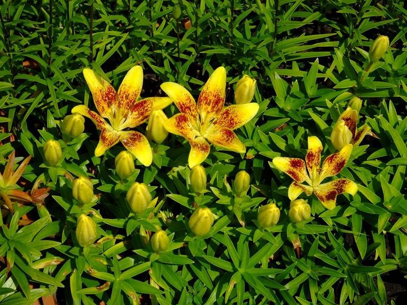 crini 1 - 2016_05_06_Mai_Iunie