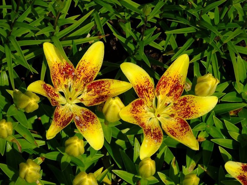 crini 2 - 2016_05_06_Mai_Iunie