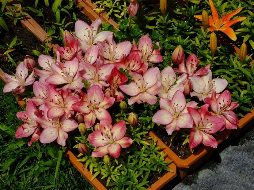 crini 3 - 2016_05_06_Mai_Iunie