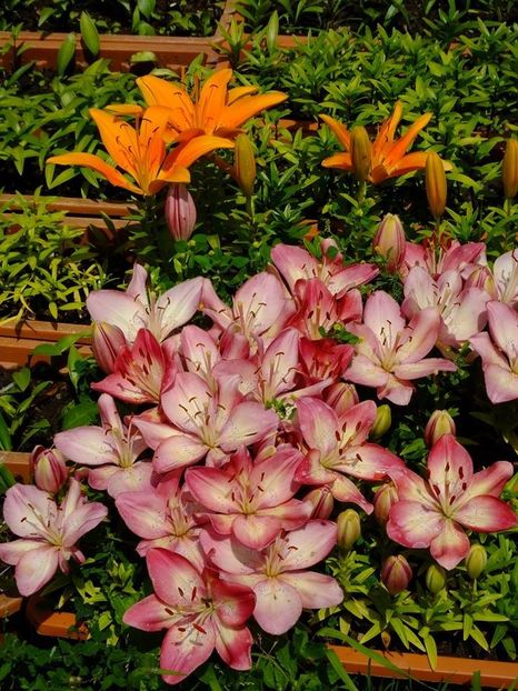 crini 4 - 2016_05_06_Mai_Iunie