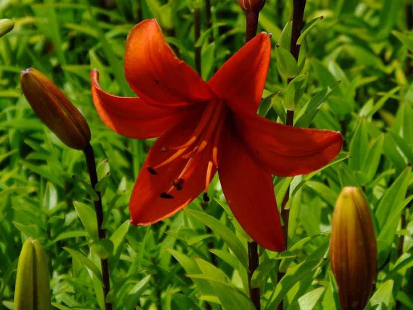 crini 5 - 2016_05_06_Mai_Iunie