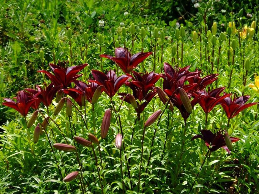 crini 8 - 2016_05_06_Mai_Iunie