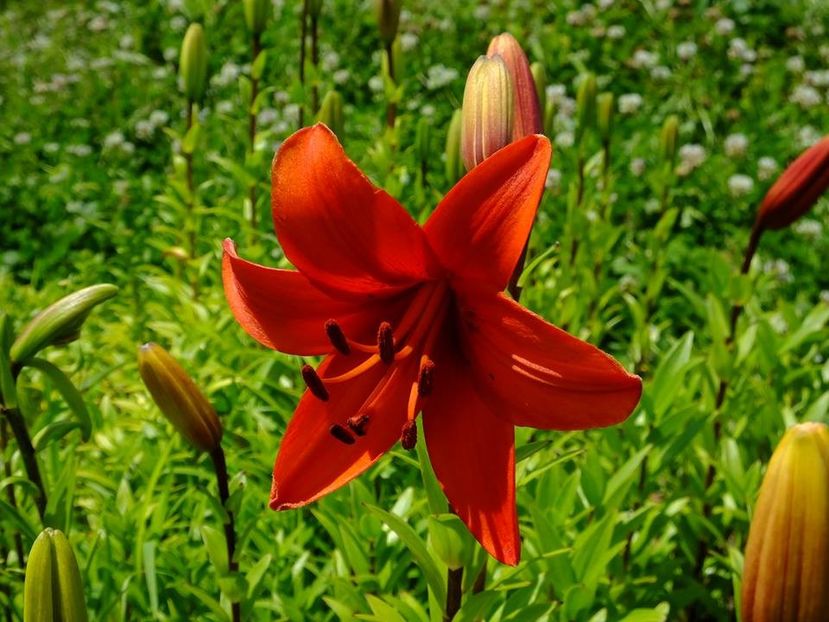 crini 10 - 2016_05_06_Mai_Iunie