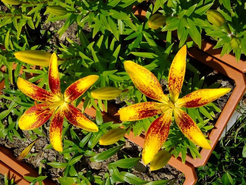 crini 12 - 2016_05_06_Mai_Iunie