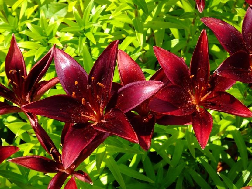 crini 14 - 2016_05_06_Mai_Iunie