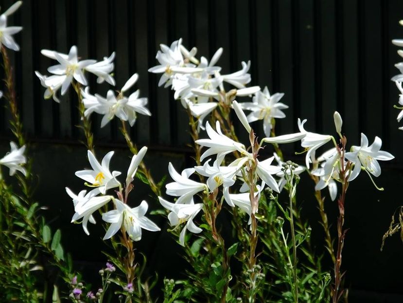 crini albi - 2016_05_06_Mai_Iunie